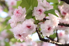 桜の通り抜け-16