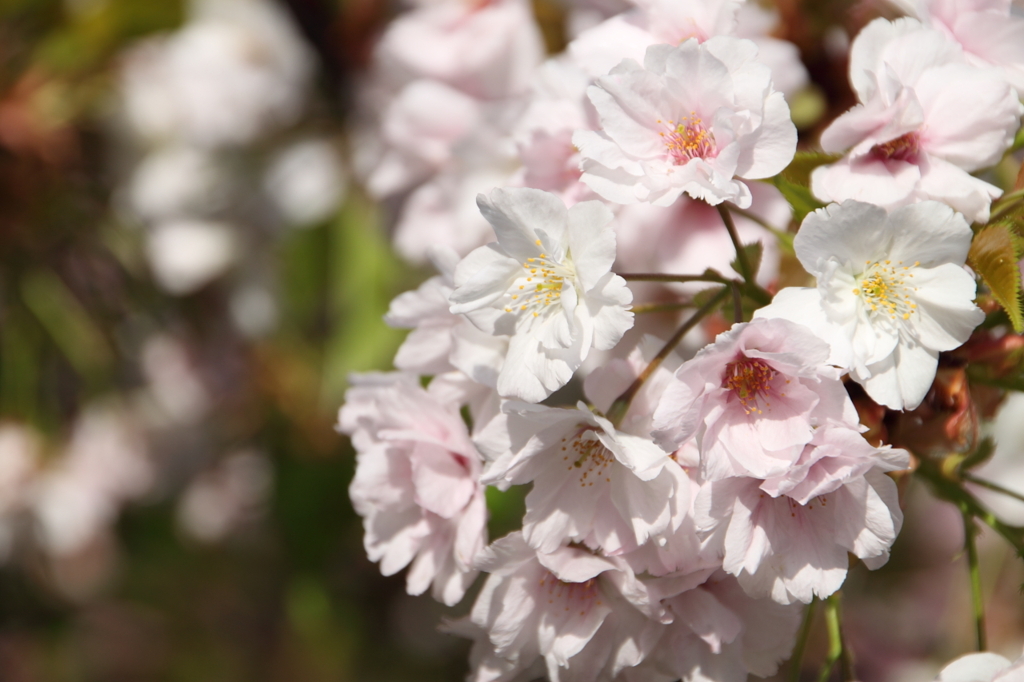 桜の通り抜け-4