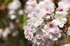 桜の通り抜け-4