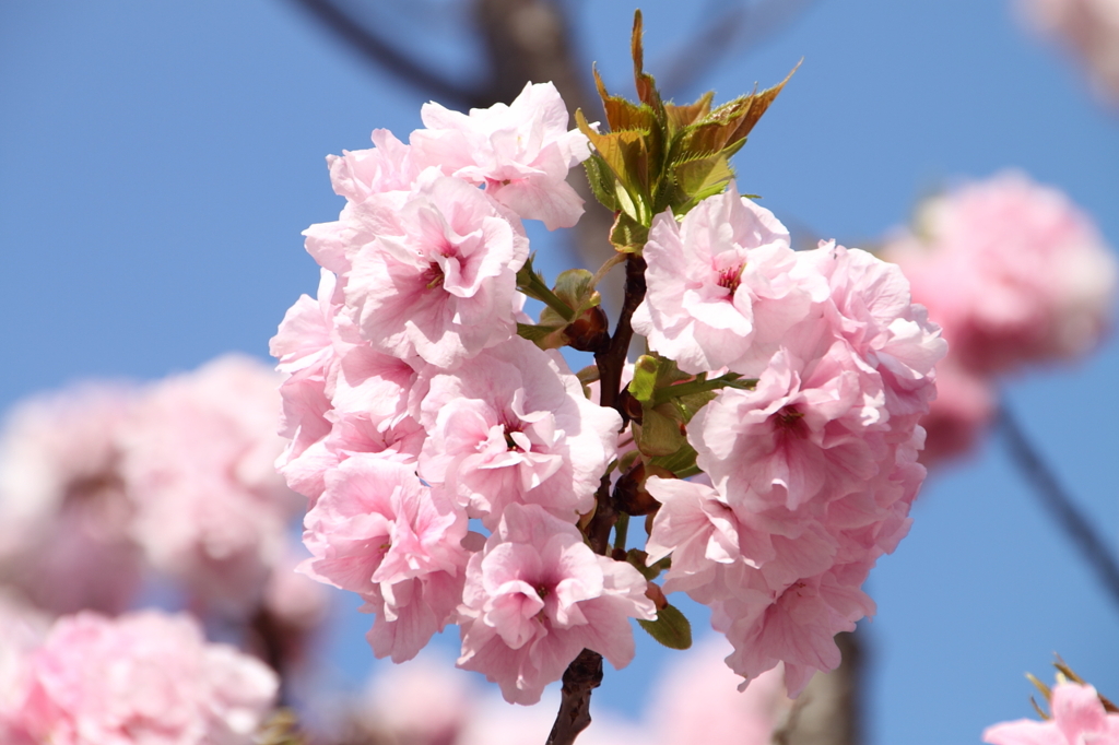 桜の通り抜け-1
