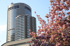 桜の通り抜け-15