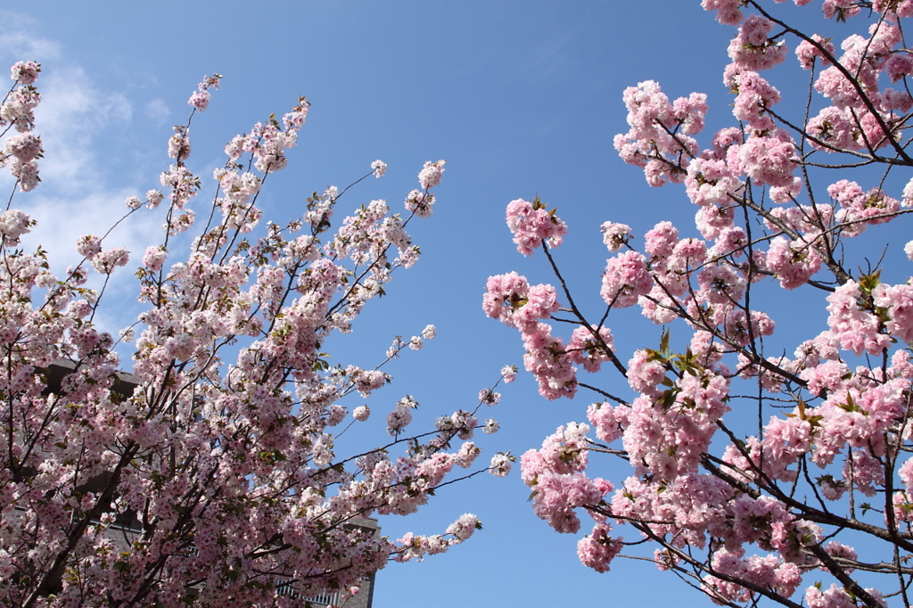 桜の通り抜け-2