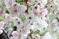 桜の通り抜け-12