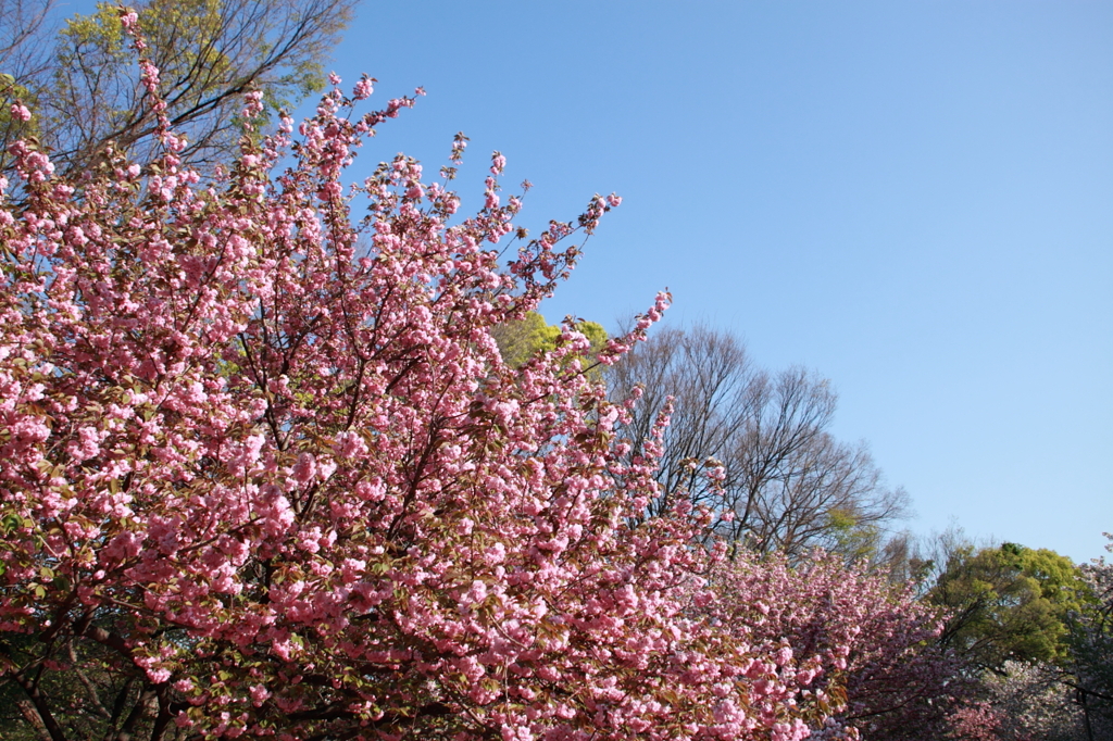 桜の通り抜け-10