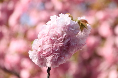 桜の通り抜け-8