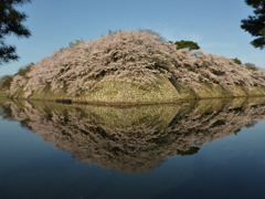 彦根城桜