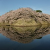 彦根城桜