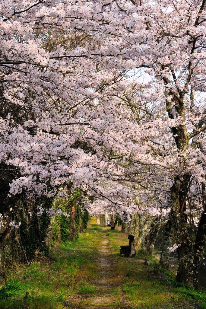 春の散歩道