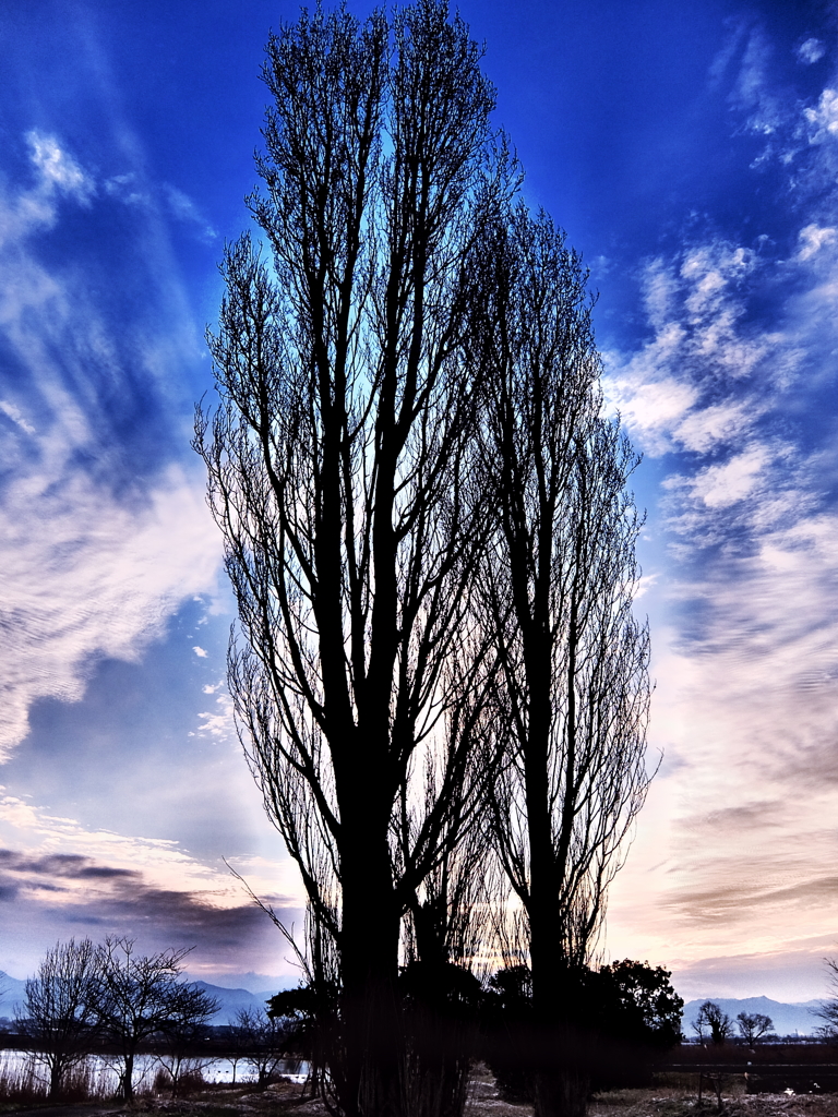 couple tree
