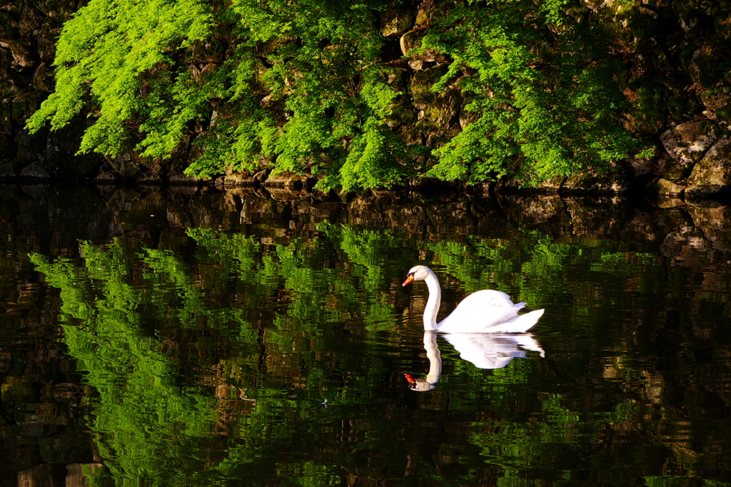 お堀の白鳥