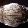 彦根城桜ライトアップ