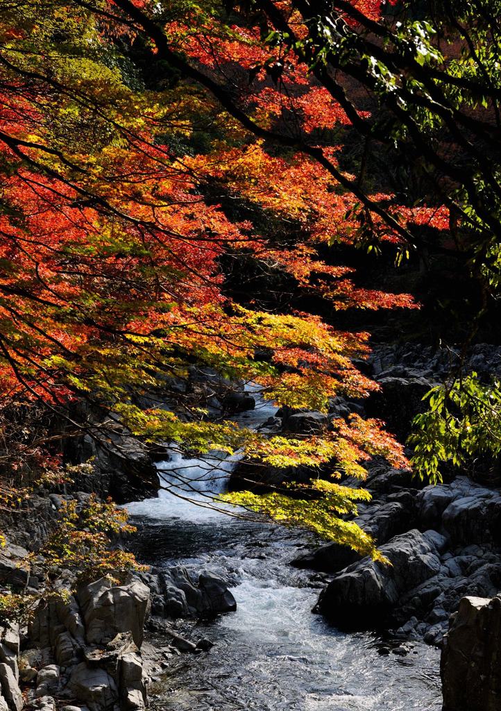 川沿いの紅葉