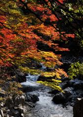 川沿いの紅葉