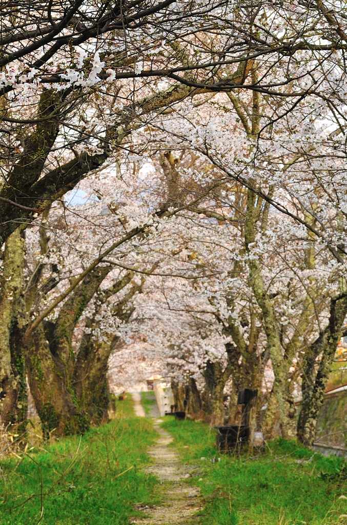 桜小道