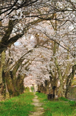 桜小道