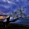 dead tree