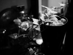 Hedera helix