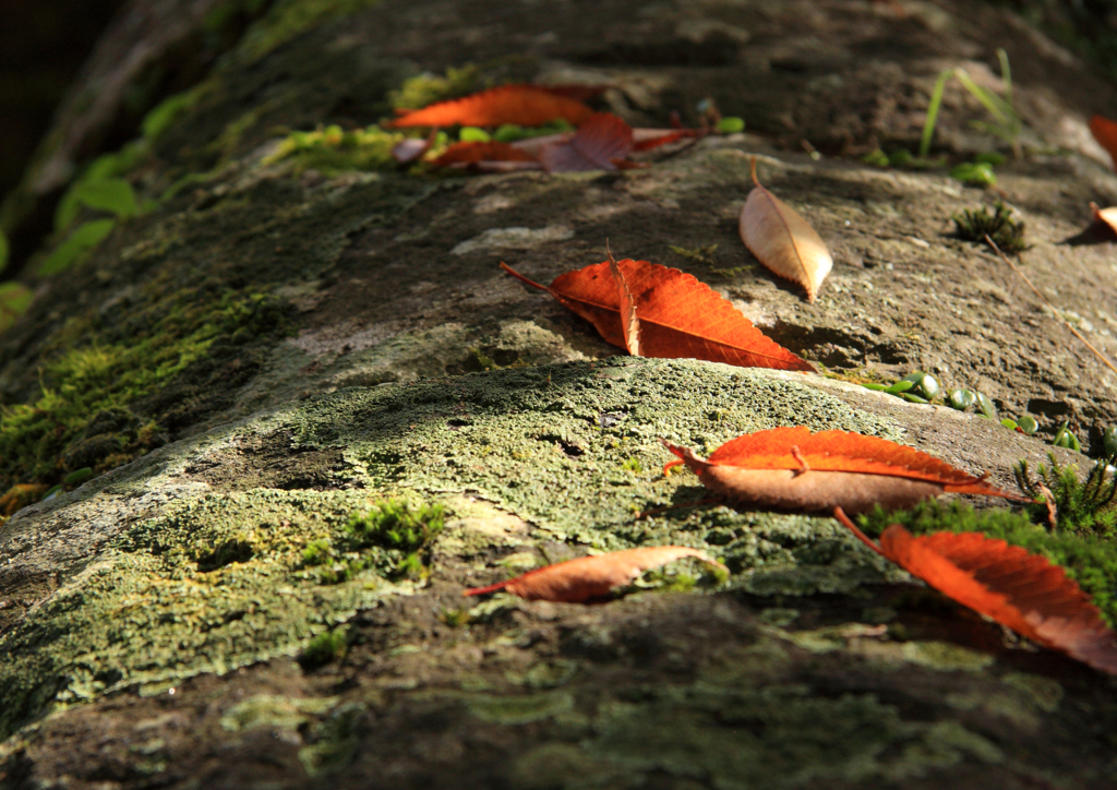 秋の　こぼれ日