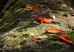 秋の　こぼれ日