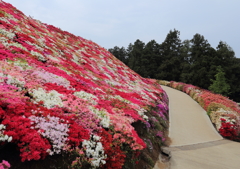 松本ツツジ園