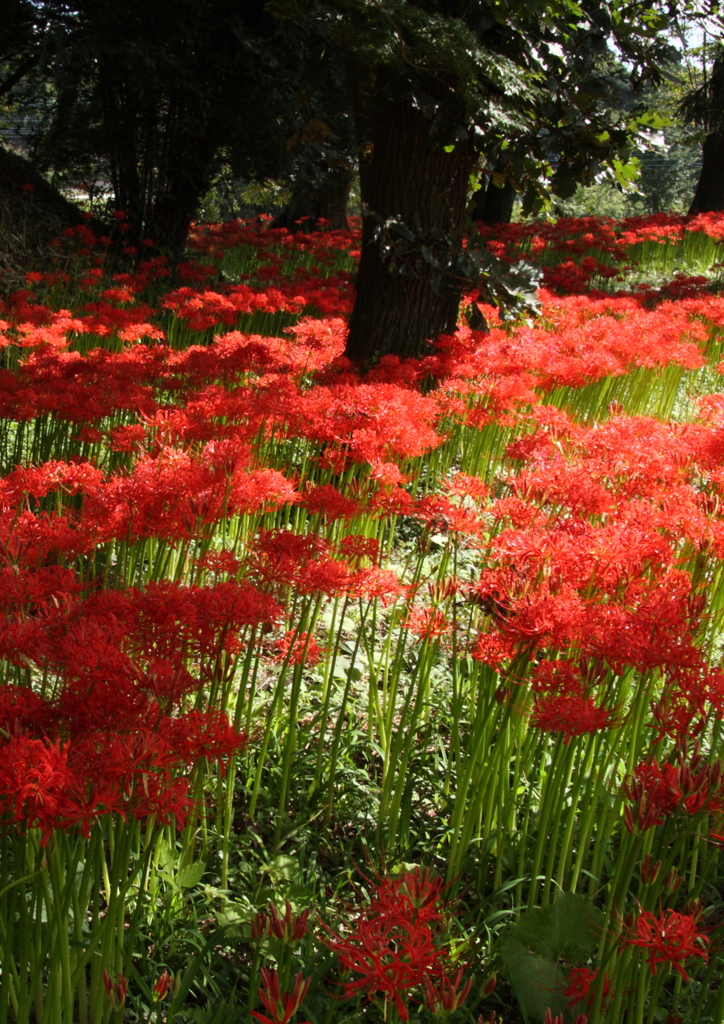 彼岸花