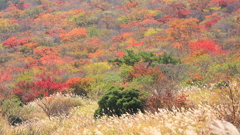 由布岳　紅葉
