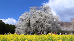 一心行の桜1
