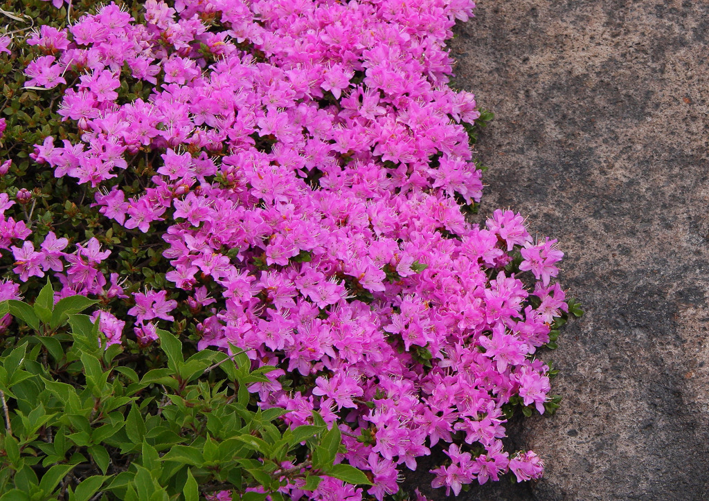 ミヤマキリシマ