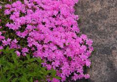 ミヤマキリシマ