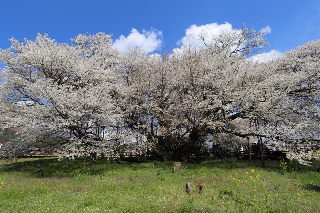 一心行の桜3
