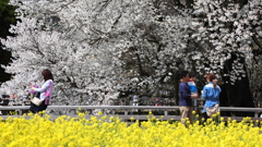 一心行の桜2