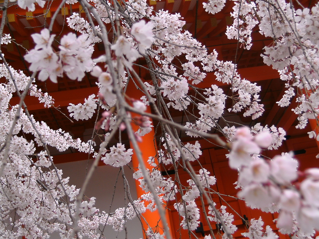 桜の雨。