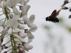 ホバリング　くまbee