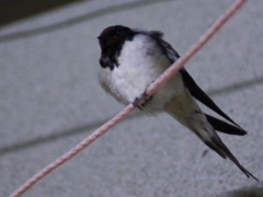 燕　あっ起しちゃった