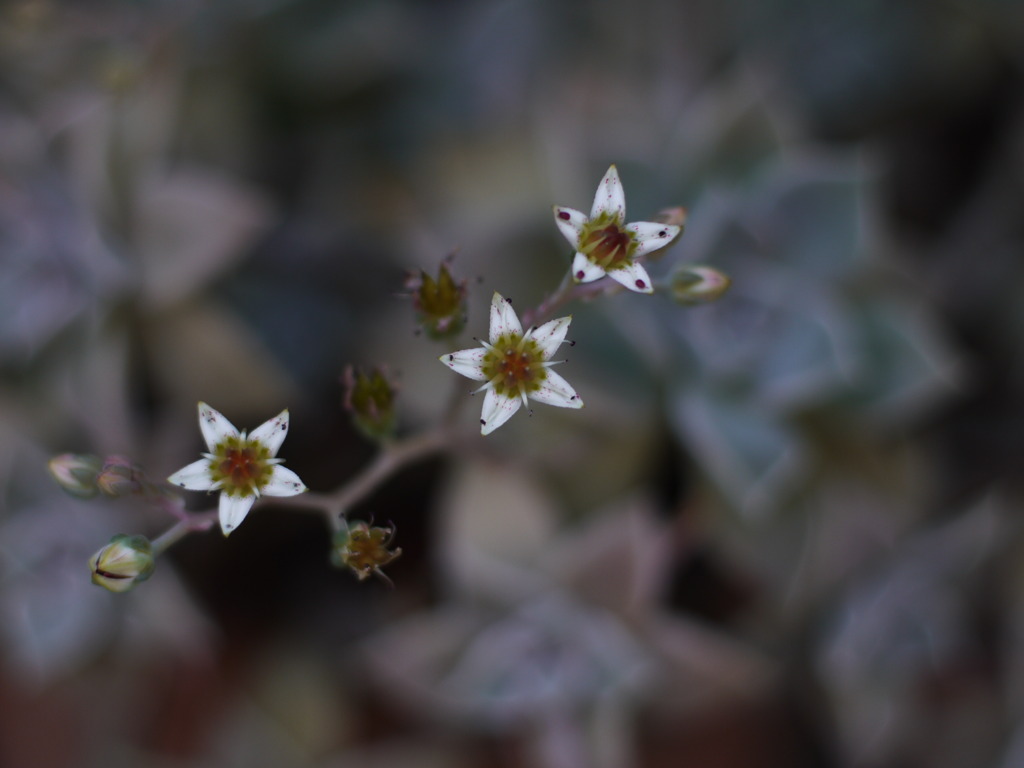 地に咲くスター