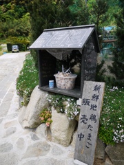 噂の卵