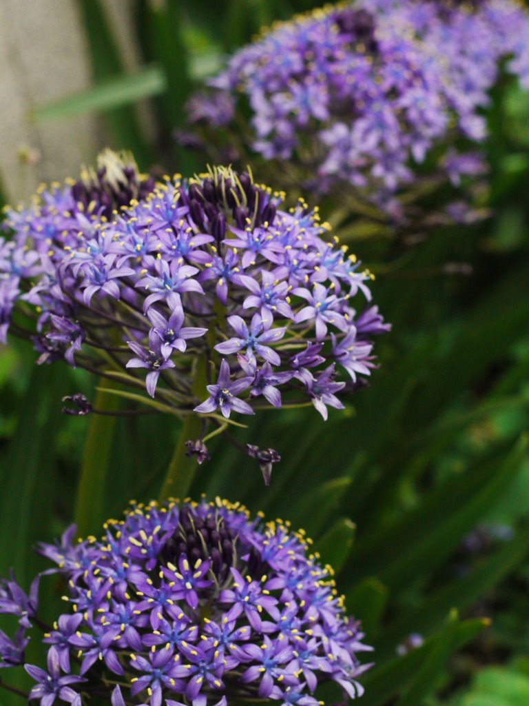 紫陽花になんて負けない
