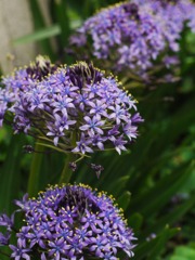 紫陽花になんて負けない