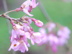 徳佐の枝垂桜