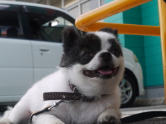 君が笑って居てくれれば