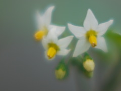 残暑の朝涼み