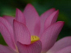 脈動