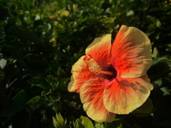 太陽の色
