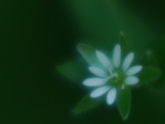 ６月の花嫁