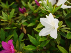汚れなき純白