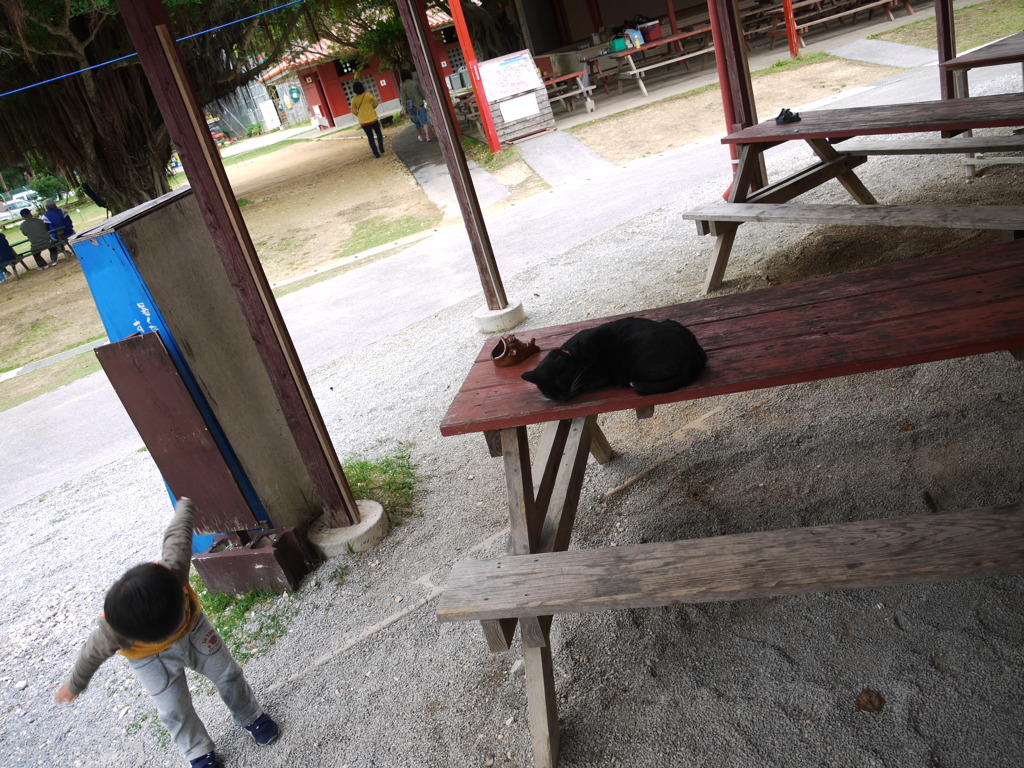 和の心　黒猫にも一礼