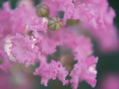 癒し系
