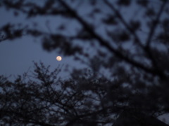 Cherry Moon