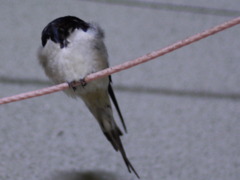 燕　睡眠中