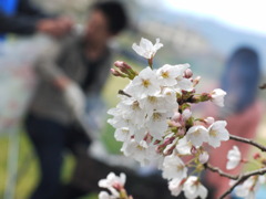 花見